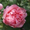 Rožė - Rosa BROTHER CADFAEL ®