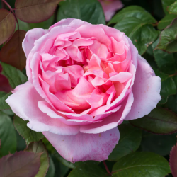 Rožė - Rosa BROTHER CADFAEL ®