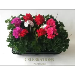 Svyranti pelargonija BALTA - Pelargonium peltatum 10.5Ø 20-30cm x12