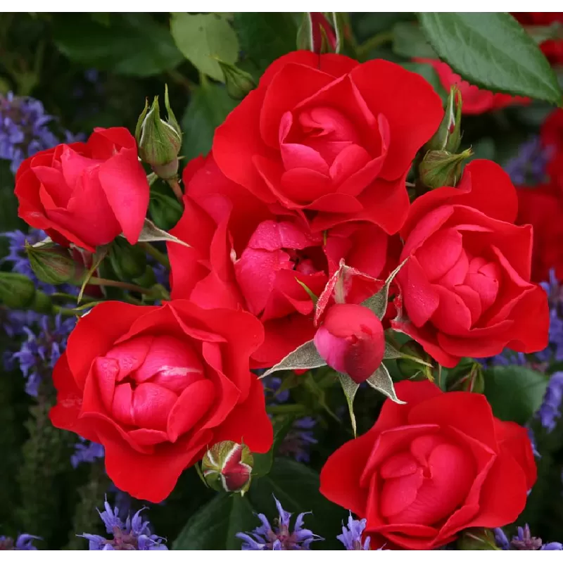 Rožė - Rosa BLACK FOREST ®