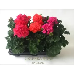 Svyranti pelargonija BALTA - Pelargonium peltatum 10.5Ø 20-30cm x12