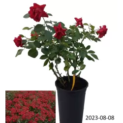 Rožė - Rosa BLACK FOREST ®