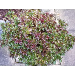 Ilex meserveae MONDO Little Rascal