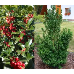 Aštrialapis bugienis - Ilex meservae LITTLE RASCAL