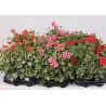 Svyranti pelargonija BALTA - Pelargonium peltatum 10.5Ø 20-30cm x12