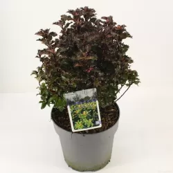 Aštrialapis bugienis - Ilex meservae LITTLE RASCAL