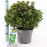Ilex meserveae MONDO Little Rascal