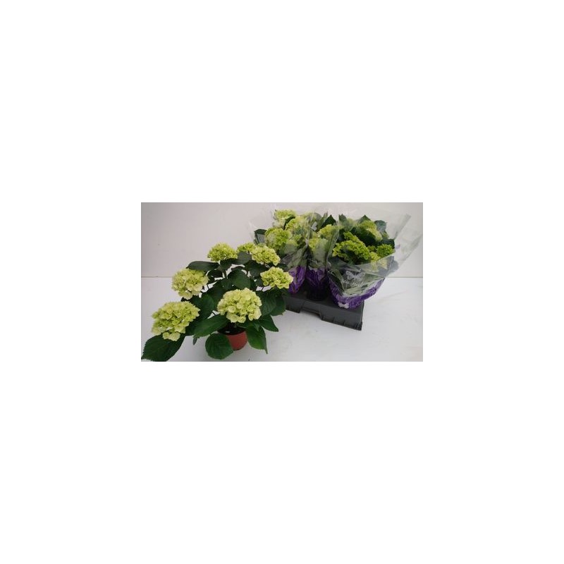 Darželinė hortenzija - Hydrangea macrophylla SCHNEEBALL