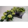 Darželinė hortenzija - Hydrangea macrophylla SCHNEEBALL