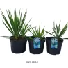 Pluoštinė juka - Yucca filamentosa