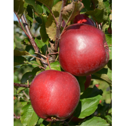 Apple Tree - Malus domestica LIGOL RED