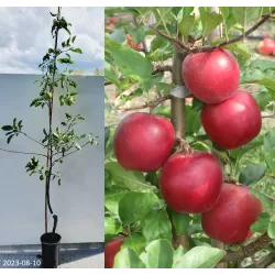 Obelų sodinukai internetu su pristatymu į namus