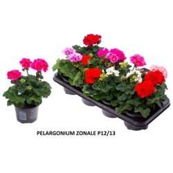 Juostuotoji pelargonija - Pelargonium zonale (f1) 12-13Ø...