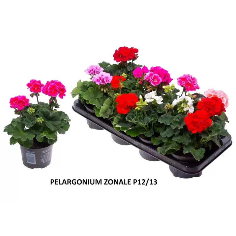 Juostuotoji pelargonija - Pelargonium zonale (f1) 12-13Ø 22-27cm x8 (atsiėmimas didmiesčiuose per 3-5 darbo dienas)