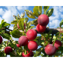 Plum - Prunus domestica ALIONUSHKA