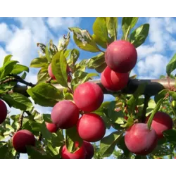 Plum - Prunus domestica ALIONUSHKA