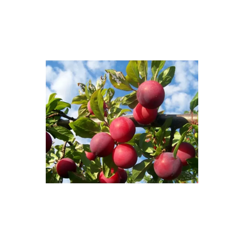 Slyvų sodinukai internetu su pristatymu į namus