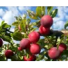 Plum - Prunus domestica ALIONUSHKA