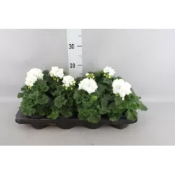 Juostuotoji pelargonija - Pelargonium zonale (f1) 12-13Ø 22-27cm x8 (atsiėmimas didmiesčiuose per 3-5 darbo dienas)