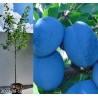 Naminė slyva - Prunus domestica CACANSKA NAJBOLJA (ČAČANKA)