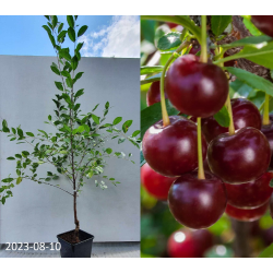 Cherry - Prunus cerasus ​CARMINE JEWEL