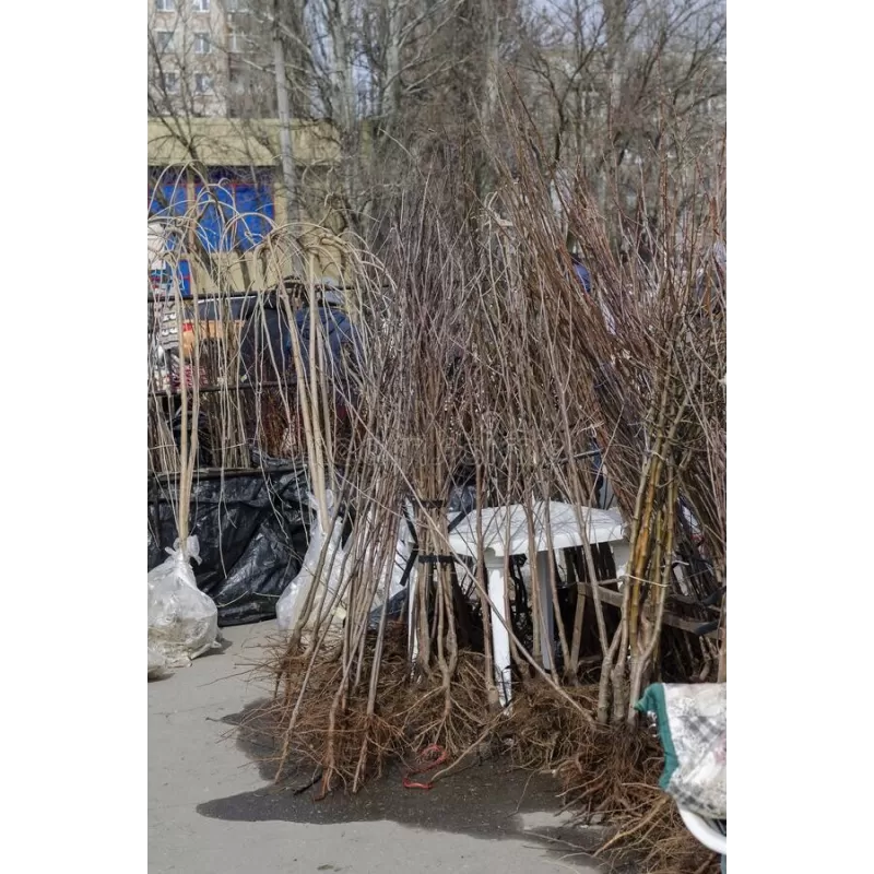 Plum - Prunus domestica STANLEY