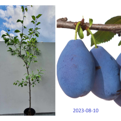 Naminė slyva - Prunus domestica STANLEY