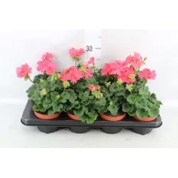 Juostuotoji pelargonija - Pelargonium zonale (f1) 12-13Ø 22-27cm x8 (atsiėmimas didmiesčiuose per 3-5 darbo dienas)