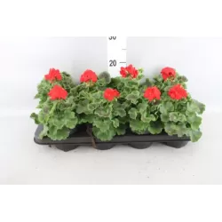 Juostuotoji pelargonija - Pelargonium zonale (f1) 12-13Ø 22-27cm x8 (atsiėmimas didmiesčiuose per 3-5 darbo dienas)