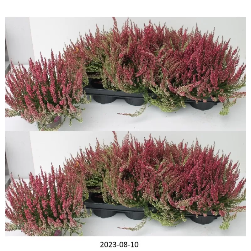 Paprastasis viržis - Calluna vulgaris Mėgsta gerai nudrenuotą rūgščią dirvą, saulėtą vietą.