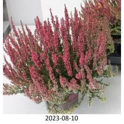 Paprastasis viržis - Calluna vulgaris Mėgsta gerai nudrenuotą rūgščią dirvą, saulėtą vietą.