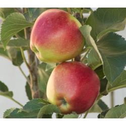 Obelų sodinukai internetu su pristatymu į namus