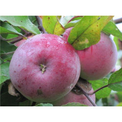 Apple Tree - Malus domestica BELORUSKOJE MALINOVOJE