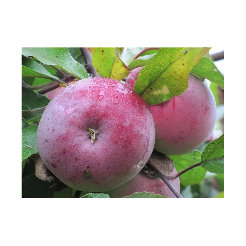 Žagarės sodų vaismedžiai internetu su pristatymu į namus