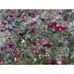 Žagarės sodų vaismedžiai internetu su pristatymu į namus