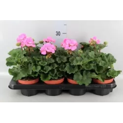Juostuotoji pelargonija - Pelargonium zonale (f1) 12-13Ø 22-27cm x8 (atsiėmimas didmiesčiuose per 3-5 darbo dienas)