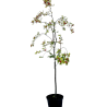 Rowan - Sorbus aucuparia