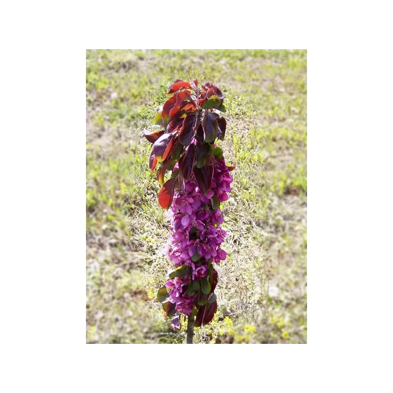 Obelų sodinukai internetu su pristatymu į namus