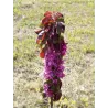 Columnar crab apple tree - Malus domestica MAYPOLE
