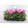 Juostuotoji pelargonija - Pelargonium zonale (f1) 12-13Ø 22-27cm x8 (atsiėmimas didmiesčiuose per 3-5 darbo dienas)