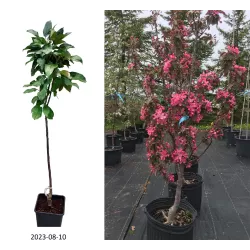 Columnar crab apple tree - Malus domestica MAYPOLE