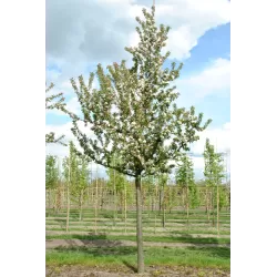 Malus x zumi GOLDEN HORNET