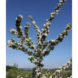 Obelų sodinukai internetu su pristatymu į namus