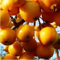 Malus x zumi GOLDEN HORNET