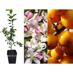 Malus x zumi GOLDEN HORNET