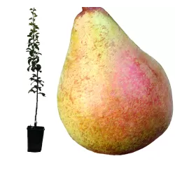 Kriaušė (rudeninė) - Pyrus communis KAROLA (CAROLA)