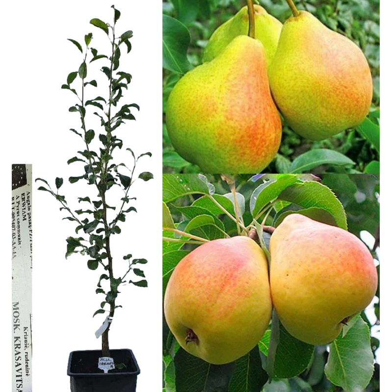 Pear - Pyrus communis RUSSKAJA KRASAVITSA (Mosk. Krasavitsa)