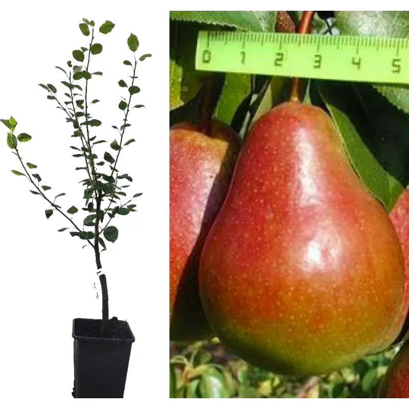 Pear - Pyrus communis NIKA