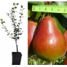 Pear - Pyrus communis NIKA