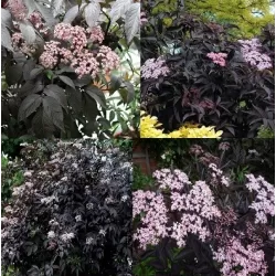 Juoduogis šeivamedis - Sambucus nigra BLACK BEAUTY